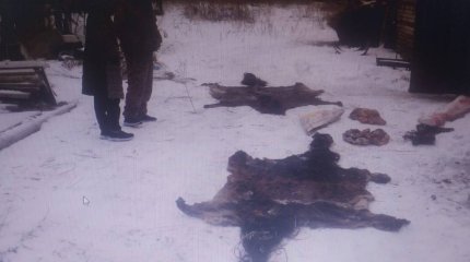 Жайылымнан 25 бас жылқы ұрлағандар ұсталды