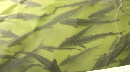 Ел тұрғындарды балықты 4 есе аз тұтынады