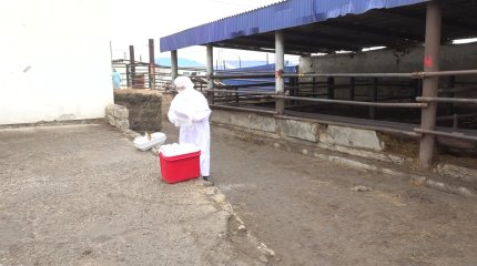 Атырауда мал базарында өлген  ірі қарадан сібір жарасы анықталды