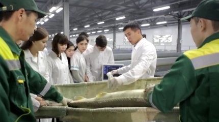 Казахстанцы едят меньше 4 килограммов рыбы в год, - депутат