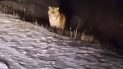 Разгуливающий вдоль дороги тигр напугал жителей Темиртау