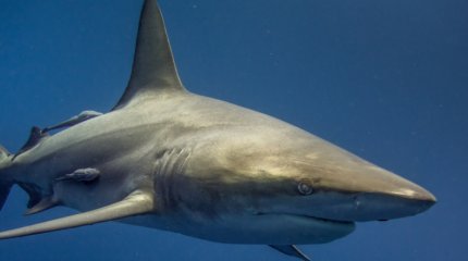 Большую белую акулу заметили на Лазурном берегу