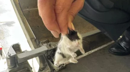 Ұшақ атжалмандардың кесірінен 4 күн бойы рейс орындай алмаған