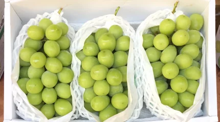 «Шайн мускат» жүзімі құрамынан зиянкес табылған жоқ