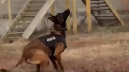 Казахоязычный пёс служит в полиции ВКО