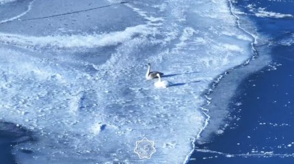 Раненого лебедя спасли сотрудники МЧС в Актюбинской области (ВИДЕО)