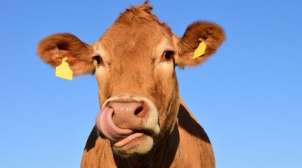 У работника убойного цеха на скотном рынке в Атырау выявили признаки сибирской язвы