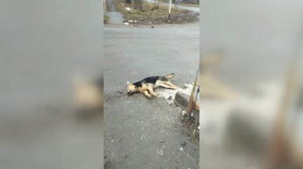 "Он ездит на машине без номеров": уральские зоозащитники уверяют, что видели того, кто устроил массовое убийство собак
