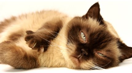 Мужчина погиб из-за царапины кота