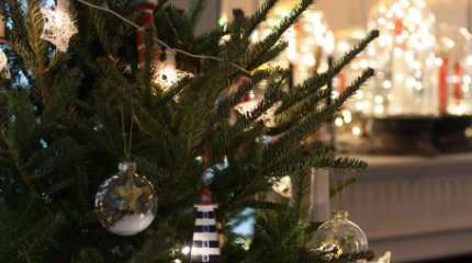 Жаңа жыл қарсаңында тірі шыршаларды қорғау қолға алынбақ