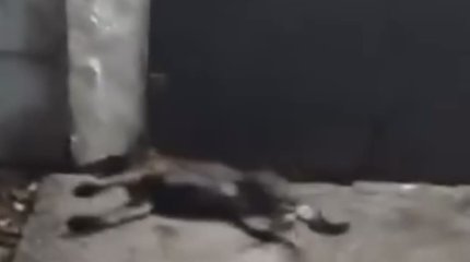 О новых смертях собак заявили костанайские волонтёры