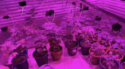 Акмолинец выращивал марихуану по лайфхакам из интернета