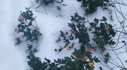 В Шымкенте плюс 14, в Астане минус 12: погода на понедельник