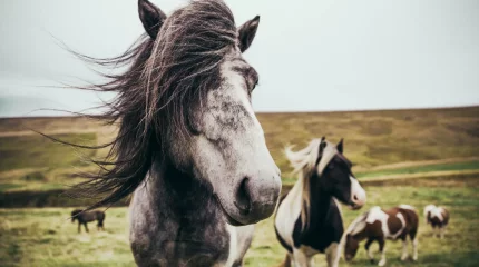 Ветреную неделю обещают казахстанцам