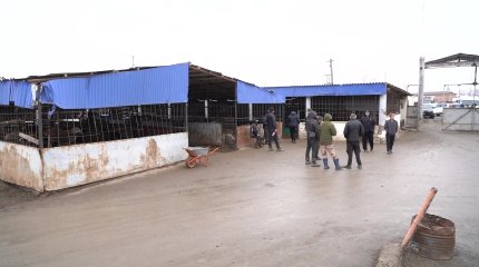 Атыраудағы мал базары қызметкерінен сібір жарасы анықталды