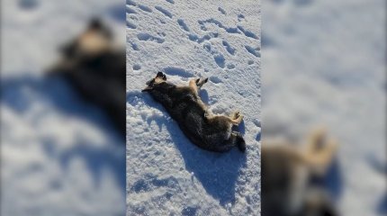 Мертвых собак находят на улицах Костаная