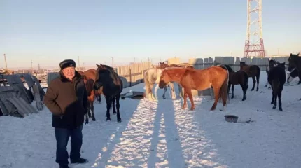 Қостанай облысында полицейлер жоғалған 14 жылқыны иесіне қайтарып берді