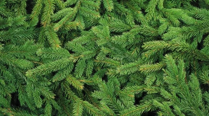 Тірі шыршаларға сұраныс азайып барады