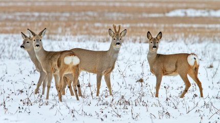«Ертіс орманында» еліктердің саны артты