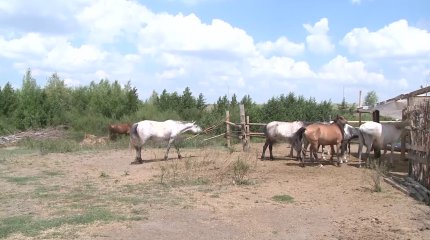 В Казахстане намерены провести ревизионное обследование отечественных пород лошадей