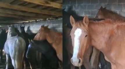 Грузовик с 40 крадеными лошадьми задержан на блокпосту в Караганде