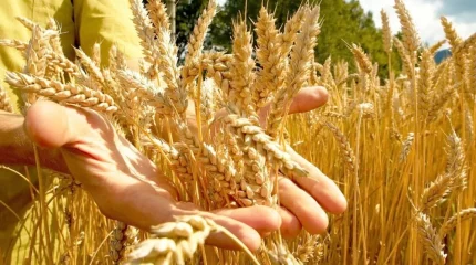 Плюсы паводка: рекордный урожай собрали в Актюбинской области