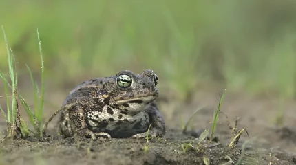 Из-за жаб остановили строительство нового квартала в Берлине