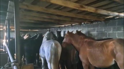 Қарағандыда мал ұрлығына қарсы қойылған бекетте 1 КАМАЗ жылқы артқан әкелі-балалы ұсталды