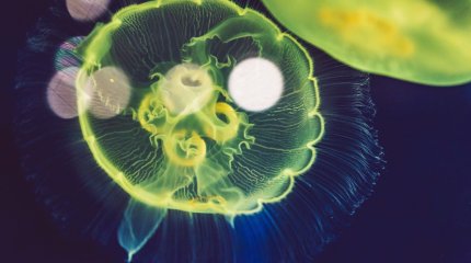 Молодеющее животное обнаружили ученые