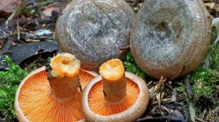 Люди массово отравились грибами в России