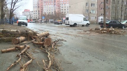 Упавшее из-за ветра дерево насмерть придавило пожилую жительницу Павлодара