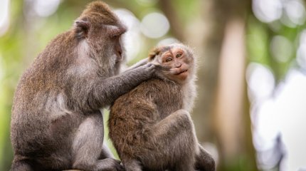 40 подопытных обезьян сбежали в США: полиция призывает граждан закрывать окна