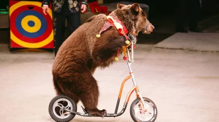 Жабайы аңдар мен жануарларды цирк қойылымына пайдалануға тыйым салынды