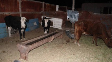 Қызылордада мал ұрлығын кәсіп еткен қылмыстық топ ұсталды