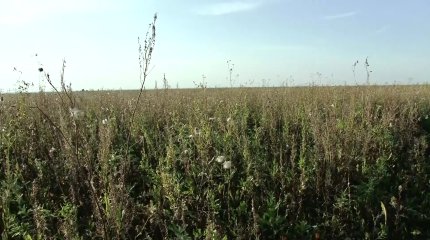 Свыше 115 тысяч гектаров неиспользуемых земель вернули в госсобственность в СКО