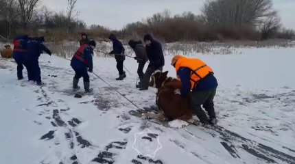Коровы на льду: интересная история спасения в Уральске (ВИДЕО)