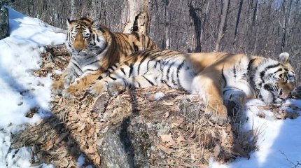 Амурский тигр преодолел 200 километров ради встречи с тигрицей