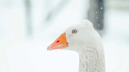 Запрет на фейерверки ввели ради благополучия гусей в Венгрии
