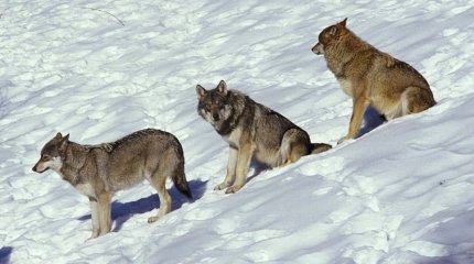 Стая волков вышла на горнолыжную трассу