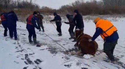 Оралда құтқарушылар 6 сиырды мұздың үстінен эвакуациялады