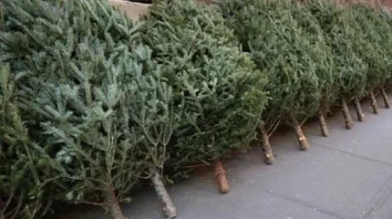 В каких городах Казахстана самые дешевые новогодние ёлки