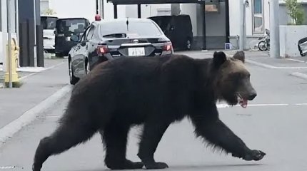 Забравшегося в супермаркет медведя три дня ловили в Японии