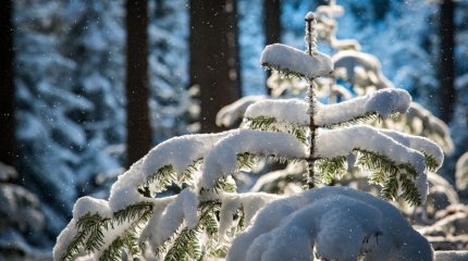 Снег, туманы, гололёд: синоптики озвучили прогноз на ближайшие дни в Казахстане