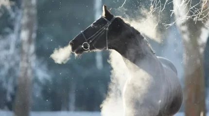 В Шымкенте метель, в Астану идут морозы: прогноз погоды на пятницу, 20 декабря