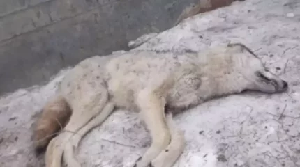 Атырау облысында қасқыр адамға шапты