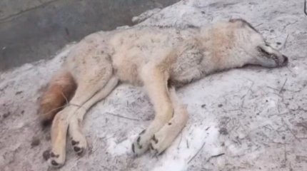 Волк напал на сельчанина в Атырауской области