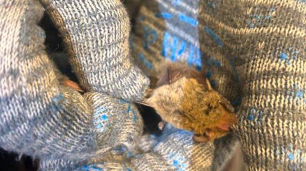 Летучая мышь залетела в квартиру в Уральске