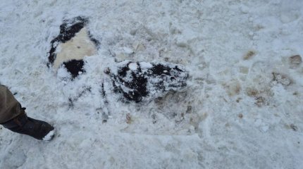 Пропавших лошадей нашли под ледяной водой в Карагандинской области