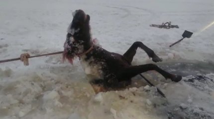 Қарағанды облысында 20 күн бойы іздеген бір үйір жылқы судың астынан табылды