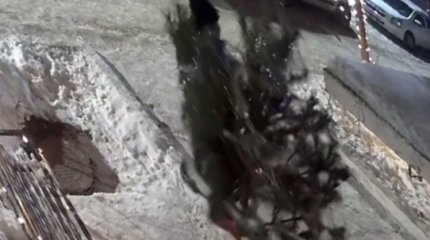 Укравшего наряженную ёлку уральца задержала полиция